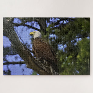 Mature Bald Eagle Puzzle