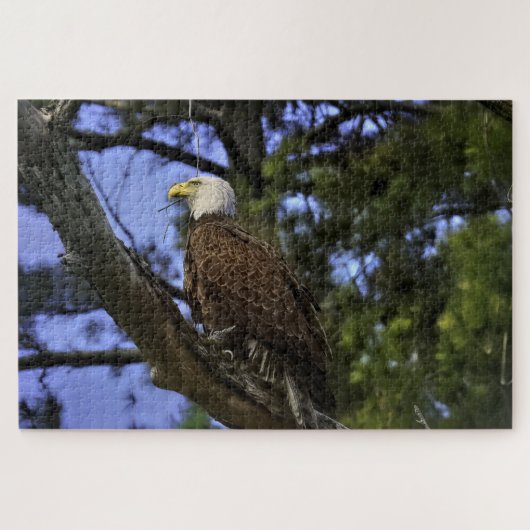 Mature Bald Eagle Puzzle (Horizontal)