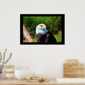 Mature Bald Eagle Wildlife Painting Poster (Küche)