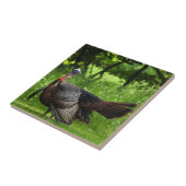 Mature Male Wild Türkei zeigt Feathers Fliese (Seite)