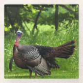 Mature Male Wild Türkei zeigt Feathers Glasuntersetzer (Vorderseite)