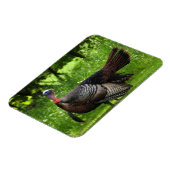 Mature Male Wild Türkei zeigt Feathers Magnet (Linke Seite)