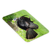 Mature Male Wild Türkei zeigt Feathers Magnet (Rechte Seite)