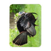 Mature Male Wild Türkei zeigt Feathers Magnet (Vertikal)
