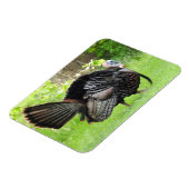 Mature Male Wild Türkei zeigt Feathers Magnet (Linke Seite)