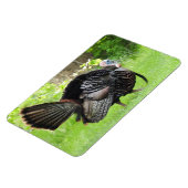 Mature Male Wild Türkei zeigt Feathers Magnet (Linke Seite)