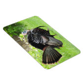 Mature Male Wild Türkei zeigt Feathers Magnet (Rechte Seite)