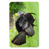 Mature Male Wild Türkei zeigt Feathers Magnet (Vertikal)