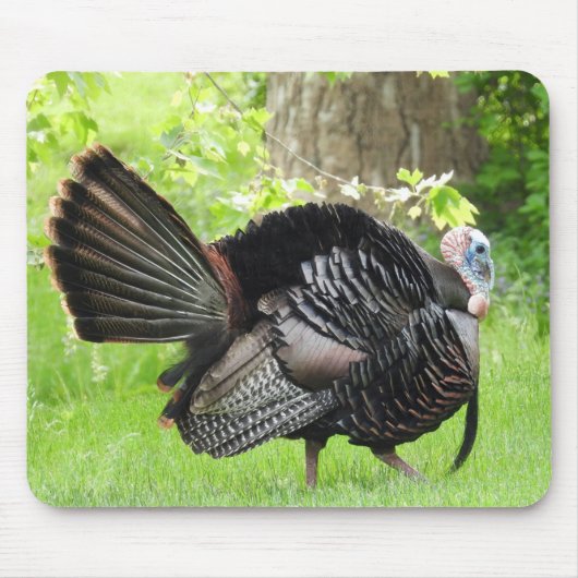 Mature Male Wild Türkei zeigt Feathers Mousepad (Vorne)