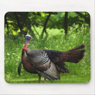 Mature Male Wild Türkei zeigt Feathers Mousepad