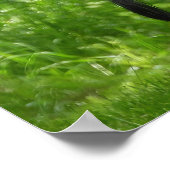 Mature Male Wild Türkei zeigt Feathers Poster (Ecke)