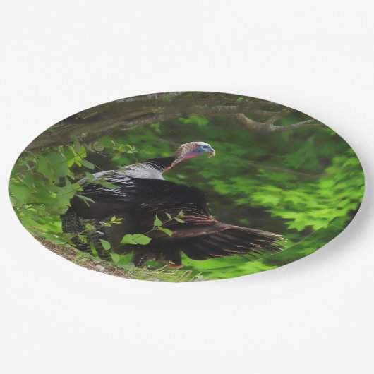 Mature Male Wild Turkey - Erntedank Pappteller (Schrägansicht)