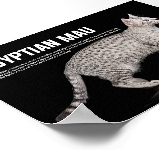 Mau Cat Breed Poster (Ecke)