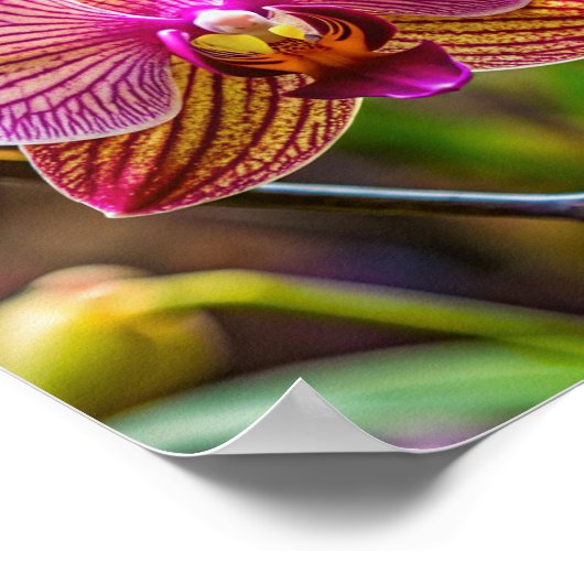 Mauer Orchidée Poster (Ecke)