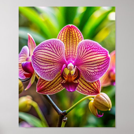 Mauer Orchidée Poster (Vorne)