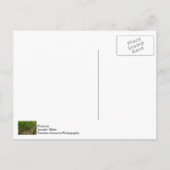 Mauer Postkarte (Rückseite)