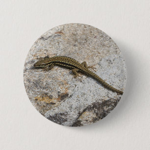 Mauereidechse Button