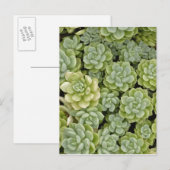 Mauerpfeffer-Pflanzenmuster Postkarte (Vorne/Hinten)