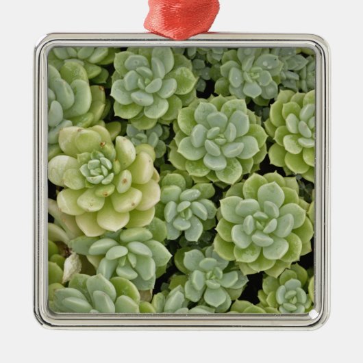 Mauerpfeffer-Pflanzenmuster Silbernes Ornament (Vorne)