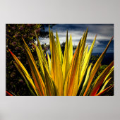 Maui Gold - Hawaii Poster (Vorne)