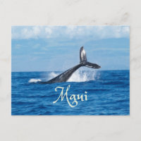 Maui Hawaii Ocean Whale Schwanz