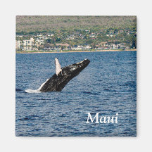 Maui Humpback Whale bricht Magnet