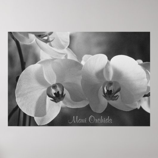 Maui Orchids Poster (Vorne)