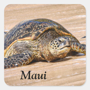 Maui Sea Turtle auf einem Strandaufkleber Quadratischer Aufkleber
