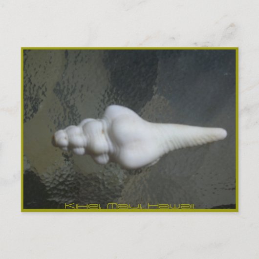 Maui-Spindel-Muschel, Postkarte (Vorderseite)