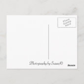 Maui Sunset Postkarte (Rückseite)