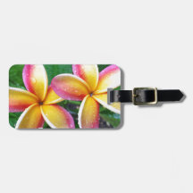 Maui tropische Plumeria-Blumen