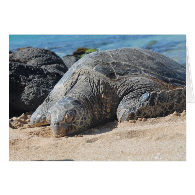 Maui Turtle (Vorderseite (Horizontal))