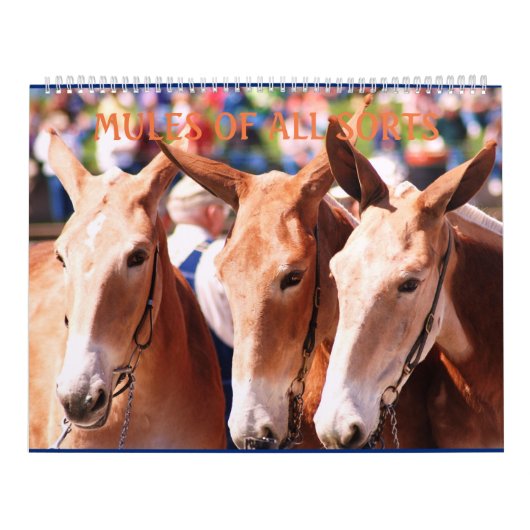 MAULTIER-MAULTIER-MAULTIERE KALENDER (Titelbild)