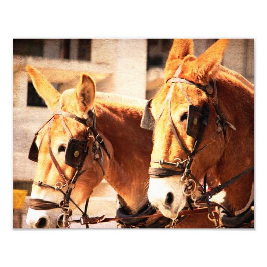 Maultier-Team Fotodruck (Vorne)