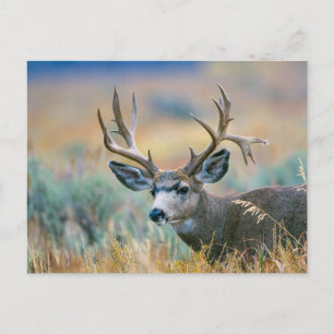 Maultierhirsch Bock Grand Teton Nationalpark Wyo Postkarte