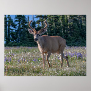 Maultierhirsch-Bock Olympic-Nationalpark Poster