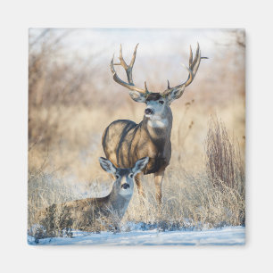 Maultierhirsch Bock und Hirschkuh Magnet