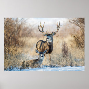 Maultierhirsch Bock und Hirschkuh Poster