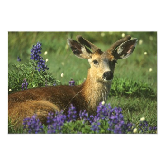 Maultierhirsch, Odocoileus hemionus Fotodruck (Vorne)