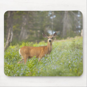 Maultierhirsch (Odocoileus hemionus) in der Wiese Mousepad