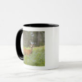 Maultierhirsch (Odocoileus hemionus) in der Wiese Tasse (Vorderseite Links)