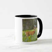 Maultierhirsch (Odocoileus hemionus) in der Wiese Tasse (VorderseiteRechts)