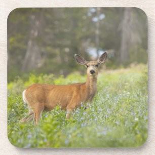 Maultierhirsch (Odocoileus hemionus) in der Wiese Untersetzer