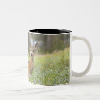 Maultierhirsch (Odocoileus hemionus) in der Wiese Zweifarbige Tasse