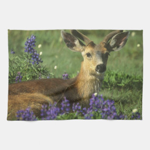 Maultierhirsch, Odocoileus hemionus Küchentuch