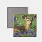 Maultierhirsch, Odocoileus hemionus Magnet (Vorderseite/Rückseite)