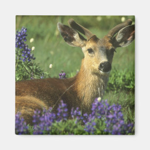 Maultierhirsch, Odocoileus hemionus Magnet