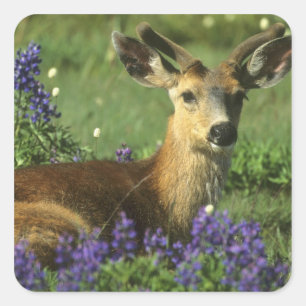Maultierhirsch, Odocoileus hemionus Quadratischer Aufkleber