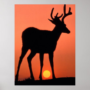 Maultierhirsch Olympic-Nationalpark Poster