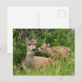 Maultierhirschweibchen mit Kitz Postkarte (Vorne/Hinten)